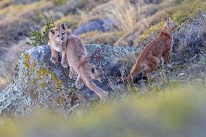 poema's bij Cerro Guido Torres del Paine, Puma Conservation Safari