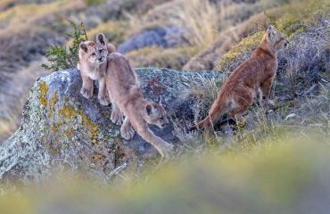 poema's bij Cerro Guido in Torres del Paine