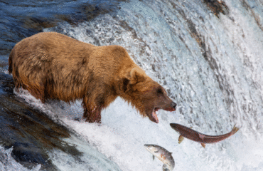 Brooks Falls grizzly ©Court Whelan