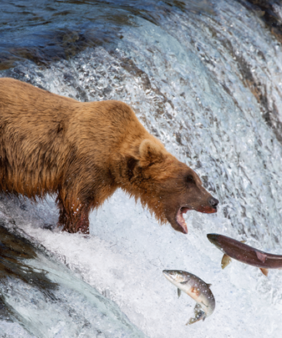 Brooks Falls grizzly ©Court Whelan