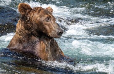 Brown bear brooks falls ©mike-hillman