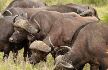 Buffels Zuid-Afrika ©All for Nature Travel