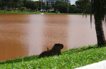 Capibara in Campo Grande Wildlife in de stad ©All for Nature Travel