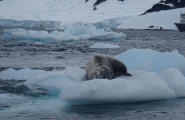 zeeluipaard Antarctica ©All for Nature Travel