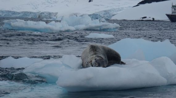 zeeluipaard Antarctica ©All for Nature Travel