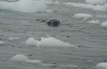 Zeeluipaard Antarctica ©All for Nature Travel