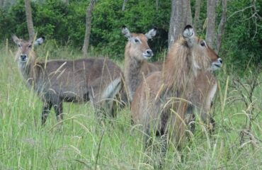 Defassa waterbok Mburo ©All for Nature Travel