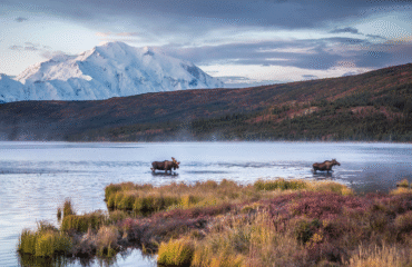 Elanden bij Denali Backcountry Lodge