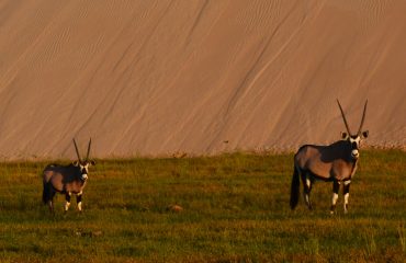Gemsbok Namibie ©All for Nature Travel
