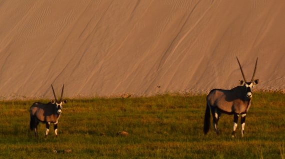 Gemsbok Namibie ©All for Nature Travel
