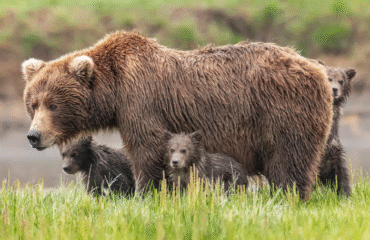 Mother grizzly with cubs Alaska ©Rick Pepin