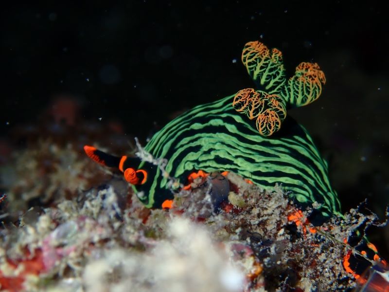 nudibranch, zeenaaktslak, snorkelen Indonesië