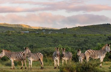 Zebra's bij Rhino Ridge Safari Lodge