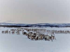 Alta reis, Noord-Noorwegen, reindeer herd