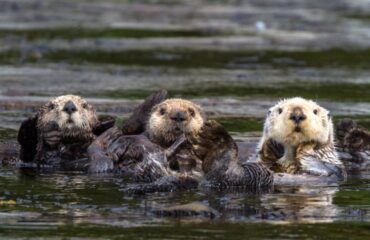 Sea otters Kenai Fjords ©Strachan