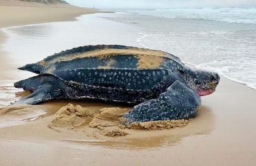 Lederschildpad bij Thonga Beach