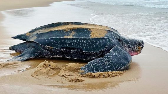 Lederschildpad bij Thonga Beach