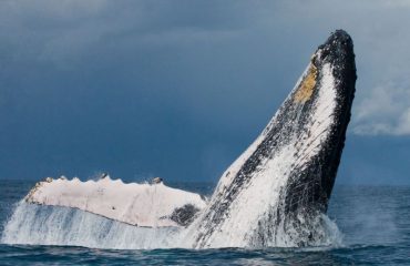 Thonga Beach Whale Watching