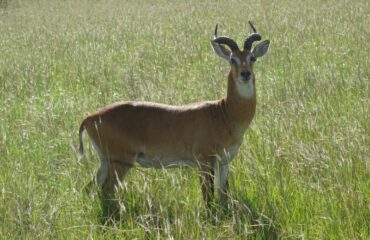 Uganda Kob ©All for Nature Travel
