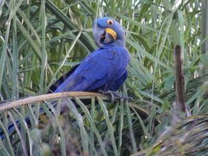 Op safari in de Pantanal