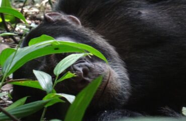 being watched Kibale ©All for Nature Travel