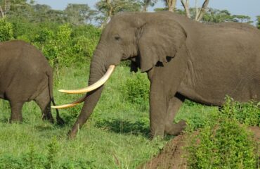 big tusker uganda ©All for Nature Travel