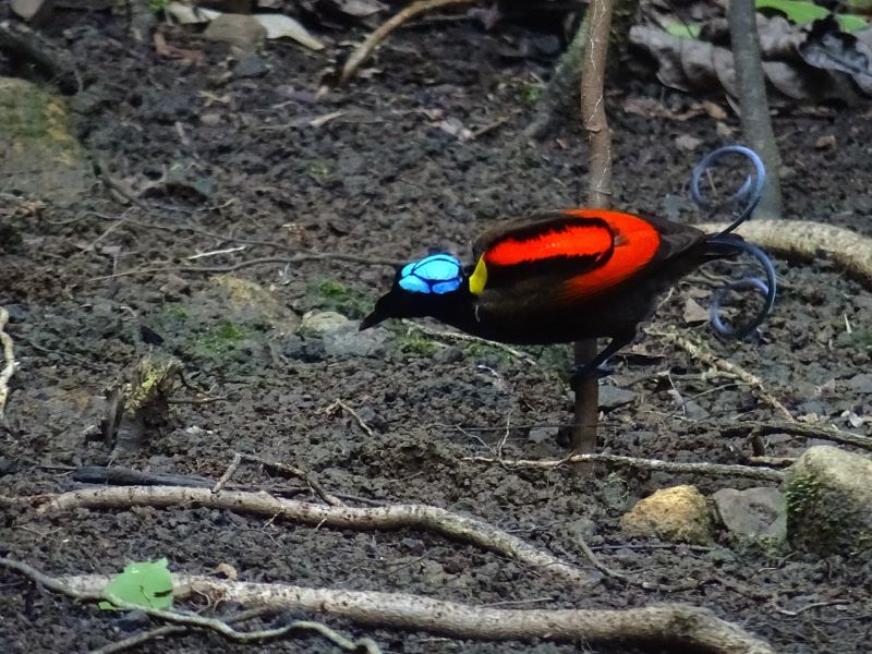 paradijsvogel Indonesie, bird of paradise Indonesia