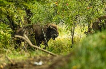 bison wewilder