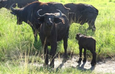 buffels queen elizabeth np ©All for Nature Travel