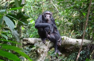 chimp pose ©All for Nature Travel