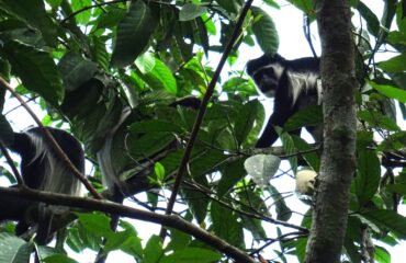 colobus monkeys bogodi ©All for Nature Travel