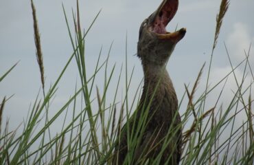 geeuwende shoebill ©All for Nature Travel