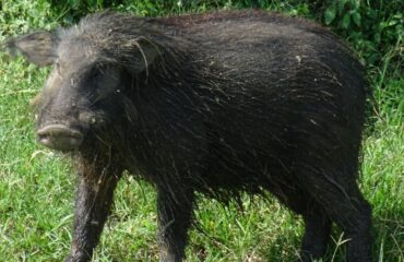 giant hog uganda ©All for Nature Travel