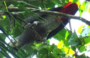 grijs roodstaart papagaai ©All for Nature Travel