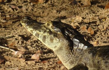 kaaiman Pantanal zuid ©All for Nature Travel