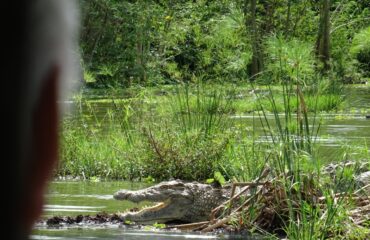 krokodil mburo ©All for Nature Travel