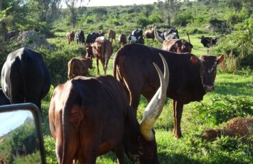 long horned cows mburo ©All for Nature Travel