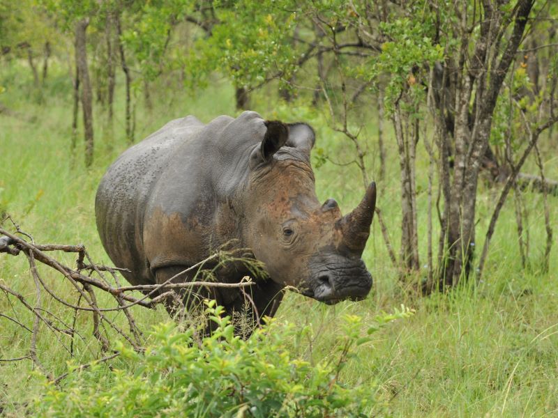 Neushoorn Zuid-Afrika