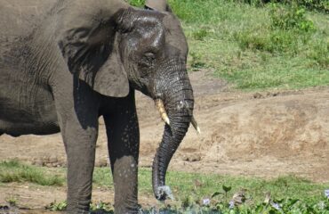 olifant bij Kazinga Channel ©All for Nature Travel