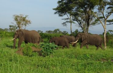 olifanten queen elizabeth ©All for Nature Travel