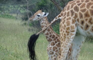 rothschild giraf kalf mburo ©All for Nature Travel