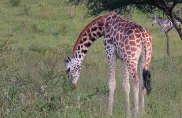 rothschildgiraf mburo ©All for Nature Travel
