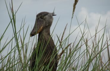schoenbekooievaar ©All for Nature Travel