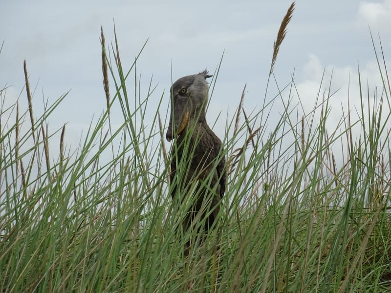 shoebill stork ©All for Nature Travel
