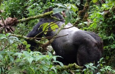 silverback ©All for Nature Travel