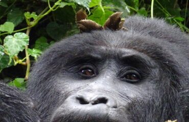 silverback close up ©All for Nature Travel