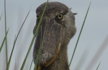 snavel shoebill ©All for Nature Travel