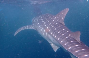 walvishaai ©All for Nature Travel
