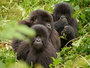reis gorilla Rwanda
