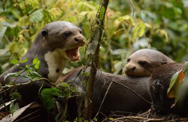 reuzenotters bij Napo Wildlife Center ©All for Nature Travel